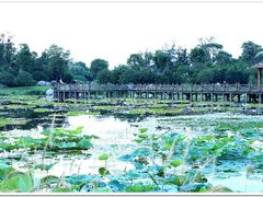 -荷塘月色湿地公园·向阳花洲