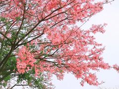 -风云岭森林公园