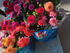 -龙大花卉苗木市场