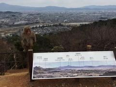 -岚山猴子公园