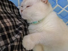 -鼓捣猫呢主题猫咖店
