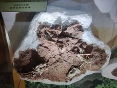 -河南自然博物馆