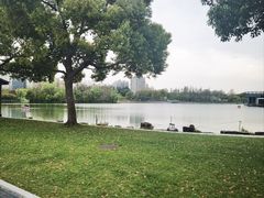 -大宁郁金香公园-停车场