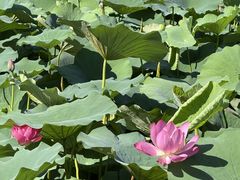 -范蠡湖公园