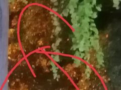 -约翰·菲茨杰拉德·肯尼迪国际机场