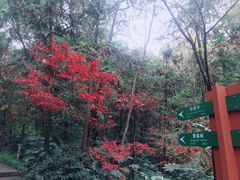 -杭州半山国家森林公园