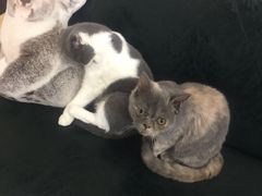 -豆老板的猫咖啡(碑林博物馆店)