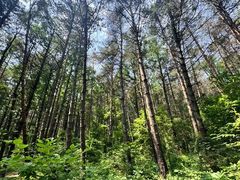 -帽儿山国家森林公园