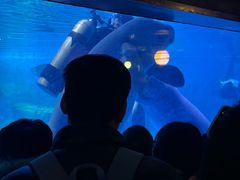 -烟台海昌鲸鲨海洋公园