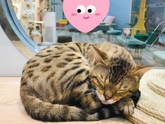 -BABIT巴比特宠物(MOMOPARK店)