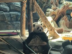 -武汉动物园
