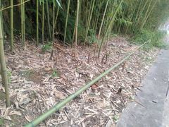 -沣峪口