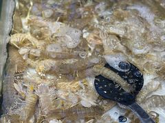 -川骄海鲜自助(河东店)