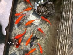 -雲蜀龙阁·金牌水煮鱼(方庄店)