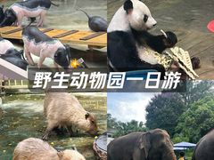 -深圳野生动物园