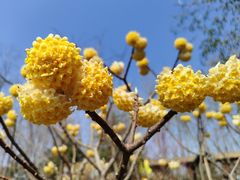 -合肥滨湖国家森林公园