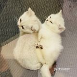 又有新成员了