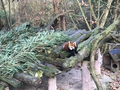 -都江堰中华大熊猫苑