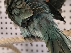 -吉丁鸟咖·异宠·寄养