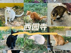 -西园寺