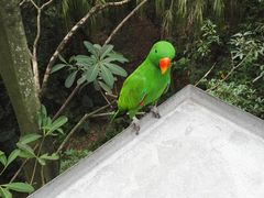 -新加坡飞禽公园