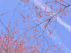 -杭州植物园