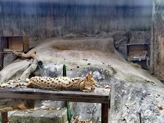 -清迈夜间动物园