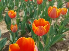 -咸阳湖景区-统一广场