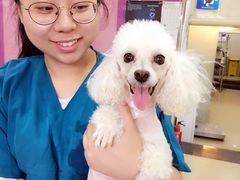 看我小肚皮！我坚强吧？-瑞派天使宠物医院·神经外科·骨科·核磁(洛川中路店)