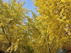 -西北大学(桃园校区)