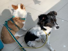 -美联众合动物医院·24h京西诊疗中心