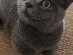 -Bastet sally猫舍购宠(静安店)