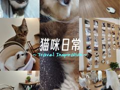 -楼上猫咖(罗湖店)
