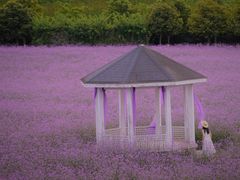 -紫颐香薰山谷景区