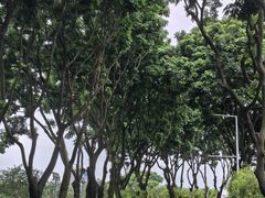-紫马岭公园