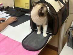 -北京观赏动物医院·24小时大型综合·猫专科·异宠专科