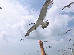 -海驴岛(荣成市)