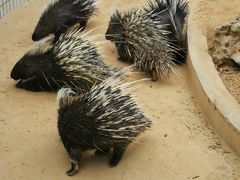 -石家庄市动物园