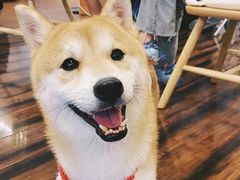 -豆柴町-柴犬主题狗咖(红鼎国际C座店)