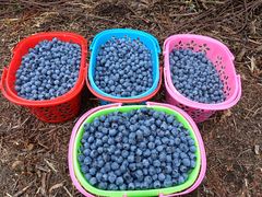 -金谷域澳洲庄园