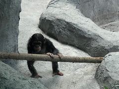 -武汉动物园
