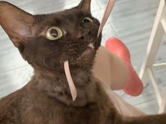 -喵屿·大理花园猫咖