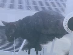 -艾贝尔宠物医院 ·中兽医·宠保定点(北门桥店)