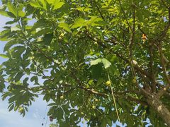 -东莞植物园
