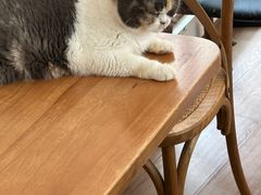 -有猫主题·治愈系猫咖(曾厝垵店)