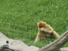 -上海野生动物园