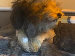 -艾贝尔宠物医院·24H转诊中心·肿瘤猫专科(江宁双龙店)