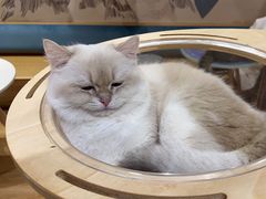 -滚猫咖啡·猫咖·猫友好撸猫(未来城店)