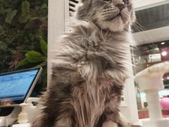-猫小院猫主题餐厅(三里屯店)
