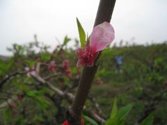 -南汇桃花村